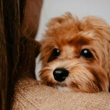 Μελέτη σε 55.000 καρκινοπαθείς δείχνει ότι η επαφή με σκύλους μειώνει τη θνησιμότητα κατά 64%, προσφέροντας στήριξη, άσκηση και πιθανή έγκαιρη ανίχνευση.