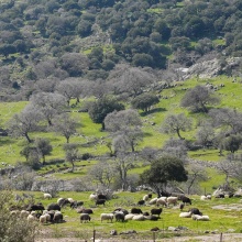 Ζώα σε κτηνοτροφική μονάδα στη Λέσβο