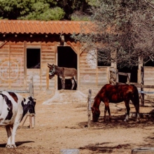 Φάρμα Βρούβα