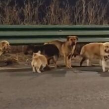 Μια ιστορία επιβίωσης και αφοσίωσης είχε κάνει τον γύρο του διαδικτύου, με πρωταγωνιστές επτά σκύλους στην επαρχία Τζιλίν της Κίνας