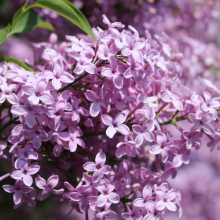 Πασχαλιά, το φυτό του Πάσχα