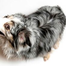 Οι αλλεργίες της άνοιξης επηρεάζουν και τους σκύλους, προκαλώντας φτέρνισμα και φαγούρα - Ειδικοί εξηγούν τα συμπτώματα και τις λύσεις.