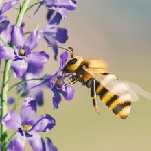 Εντυπωσιακή ανακάλυψη για τις μέλισσες: Αντιλαμβάνονται τον ρυθμό όπως τα ανώτερα ζώα