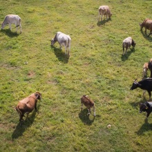 Από τα βοσκοτόπια στη χρεοκοπία