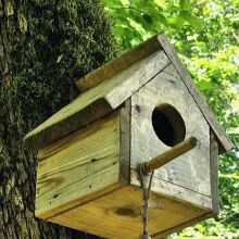 Δημιουργούνται ειδικές φωλιές για τα χελιδόνια και τα πετροχελίδονα σε κτίρια της Αθήνας