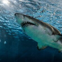 Το εξελικτικό «οικογενειακό δέντρο» των καρχαριών ίσως είναι πολύ πιο περίπλοκο απ’ όσο πιστεύαμε μέχρι σήμερα