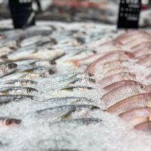 Ο ανανεωμένος οδηγός του WWF Ελλάς «Fish Guide» ρίχνει φως σε όσα κρύβονται πίσω από τα ψάρια που φτάνουν στο πιάτο μας