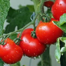 Ντομάτες σε γλάστρες