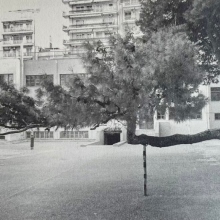 Τάσος Ζαφειριάδης Δίκην μνημοσύνου για το στραβό δέντρο στο 41ο Δημοτικό Σχολείο