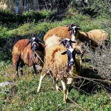 Πρόβατα έξω από στάνη κτηνοτρόφου
