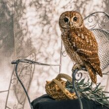 Από το Α εώς το Ω: Μια ελιά καταφθάνει στο Ευρωπαικό Κοινοβούλιο