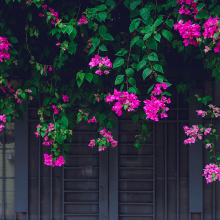 7 αναρριχώμενα φυτά, κατάλληλα για το μπαλκόνι σου