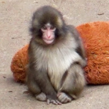 Στιγμές χαράς για τον Punch: Το viral μαϊμουδάκι ρχίζει να ενσωματώνεται μετά την περίοδο απομόνωσης