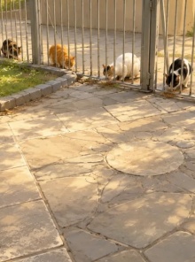 Μαρία Κοντού: Η καθημερινότητα μιας «ταΐστριας» γατών στη Θεσσαλονίκη