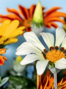 6 λουλούδια για να φυτέψετε τον Αύγουστο