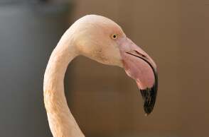 Λαγκαδάς Θεσσαλονίκης: Aσυνείδητοι πυροβόλησαν φοινικόπτερο