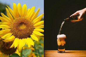 Με ηλιέλαιο μπορούν να πληρώνουν τις μπίρες οι θαμώνες μπιραρίας στο Μόναχο