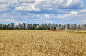 Ουκρανικά σιτηρά