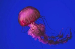 Μωβ μέδουσες