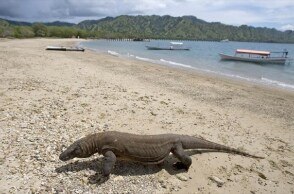 Δράκος του Κομόντο