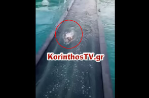 Ο σκύλος στα Ίσθμια που έχασε τη βυθιζόμενη γέφυρα κάτω από τα πόδια του στην Κόρινθο