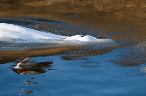 Η φάλαινα μπελούγκα που είχε εντοπιστεί στον Σηκουάνα