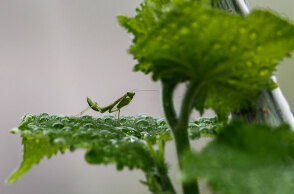 Αλογάκι της Παναγίας σε πράσινο φύλλο μετά τη βροχή