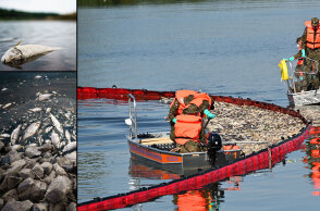 Γεμισε νεκρά ψάρια ο ποταμός Όντερ στην Πολωνία