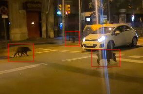 Αγριογούρουνα στη Βαρκελώνη κυκλοφορούν ανάμεσα στα αυτοκίνητα