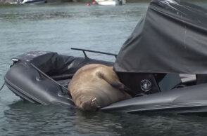 Οι αρχές στη Νορβηγία πυροβόλησαν τη Freya, τον θαλάσσιο ίππο που ανέβαινε σε σκάφη στο Όσλο