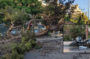 Το δέντρο στο Ηράκλειο Κρήτης που καταπλάκωσε τον οδηγό μηχανής