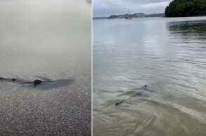 Ο μπλε καρχαρίας που βγήκε σε ακτή στην Κορνουάλη της Αγγλίας