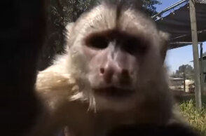 Η μαϊμού σε ζωολογικό κήπο στην Καλιφόρνια των ΗΠΑ που κάλεσε την Πυροσβεστική