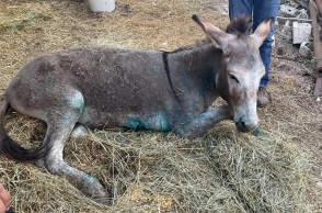Ευθανασία για το γαϊδουράκι που κακοποιήθηκε στη Ζίτσα