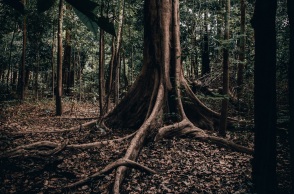 Νεκρός ο τελευταίος Ινδιάνος της φυλής του στον Αμαζόνιο