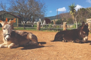 Γαϊδουράκια