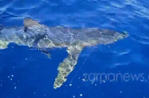 Γαλάζιος καρχαρίας στα Κύθηρα