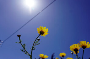 Ήλιος με λουλούδια
