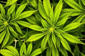 Εντοπίστηκε φυτεία κάνναβης στον Όλυμπο με πάνω από 5.000 δενδρύλια 