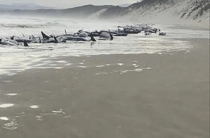 Φάλαινες - Τασμανία ©