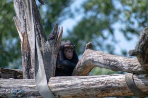 Χιμπατζής ανάμεσα σε κορμούς δέντρων