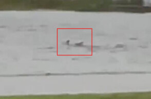 Καρχαρίας στη Φλόριντα κολυμπά σε πλημμυρισμένο δρόμο, καθώς ο κυκλώνας Ίαν σαρώνει τα πάντα στο πέρασμά του