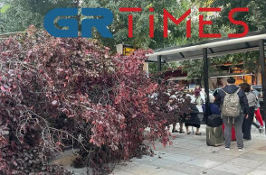 Το δέντρο που έπεσε στην Εγνατία στη Θεσσαλονίκη