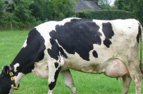 Νέα Ζηλανδία: Ειδική εισφορά από αγρότες για εκπομπές αερίων απο τα ζώα τους