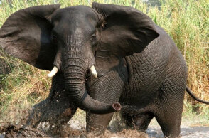 Αγριεμένος ελέφαντας σε σαβάνα της Αφρικής