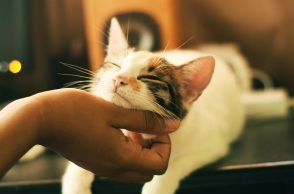 Μια νέα μελέτη για τα δημοφιλή αιλουροειδή υποστηρίζει ότι το μυστικό του αν η γάτα σας αισθάνεται δεμένη μαζί σας βρίσκεται στη συμπεριφορά της.