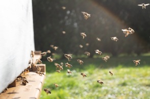 Γυναίκα στις ΗΠΑ κατηγορείται ότι επιτέθηκε σε αστυνομικούς με μέλισσες