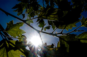 Καιρός - Ήλιος