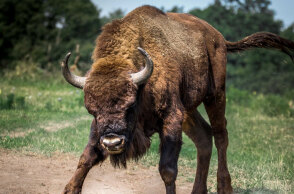 Βίσονας ετοιμάζεται να επιτεθεί