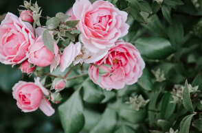 Σήμερα 23 Οκτωβρίου γιορτάζει ο Ιάκωβος